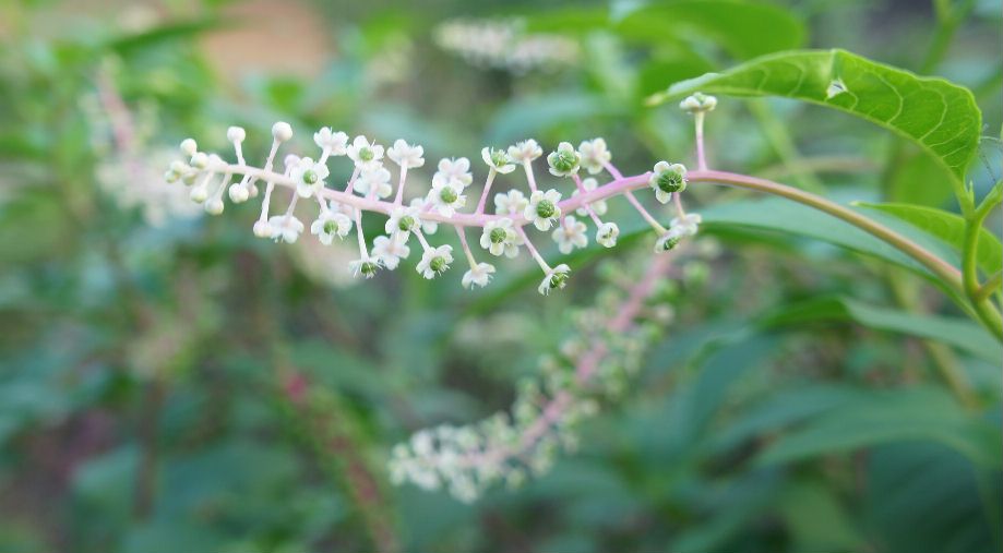 洋種山葡萄の花