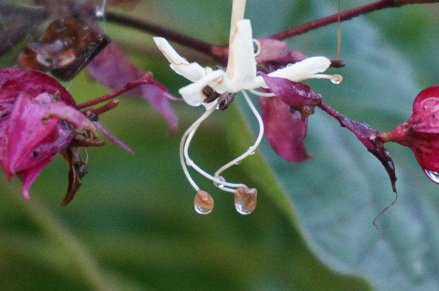 何の花