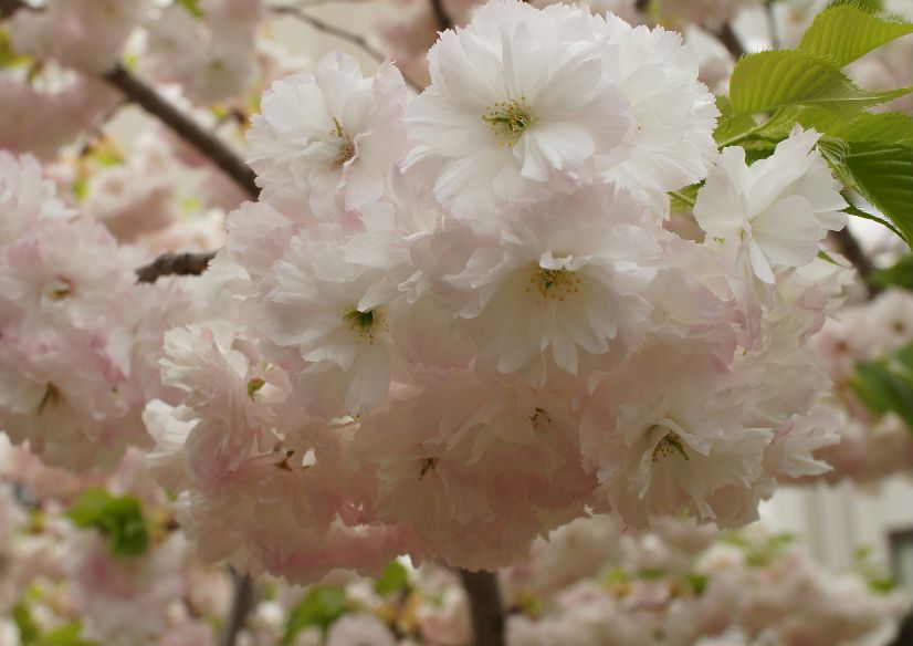 造幣局１５