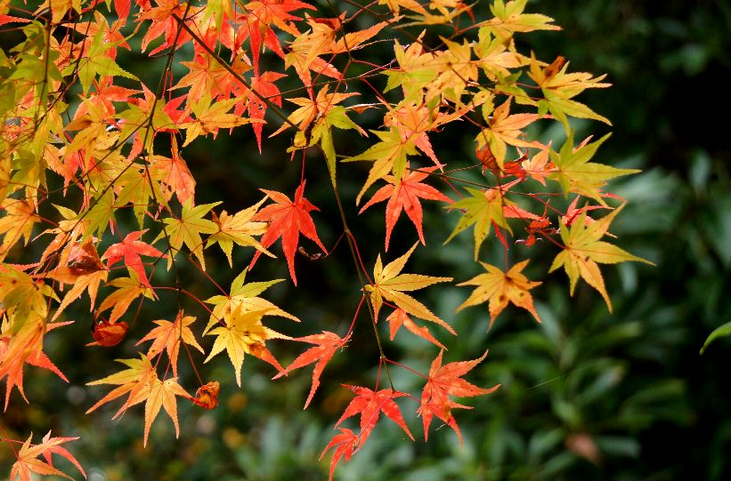 １４年高山寺の紅葉7