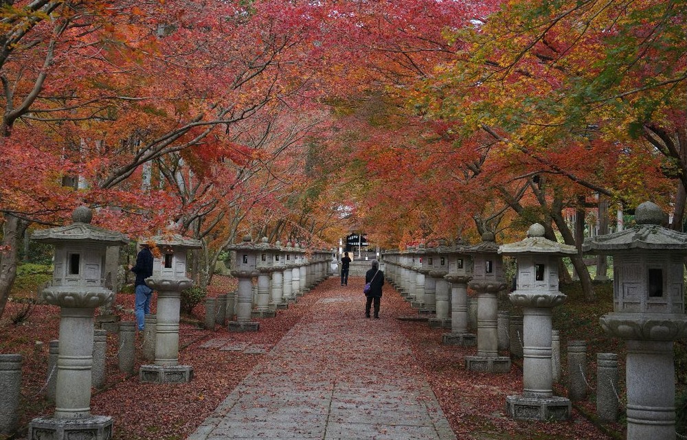 １４年高山寺の紅葉２
