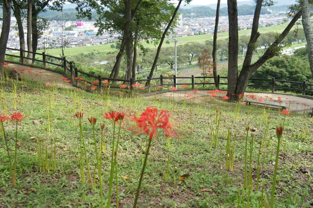 船岡城の彼岸花