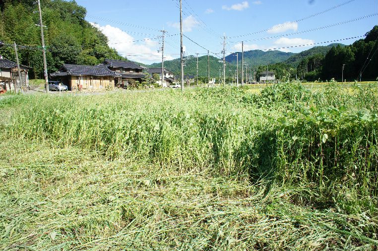 草刈中