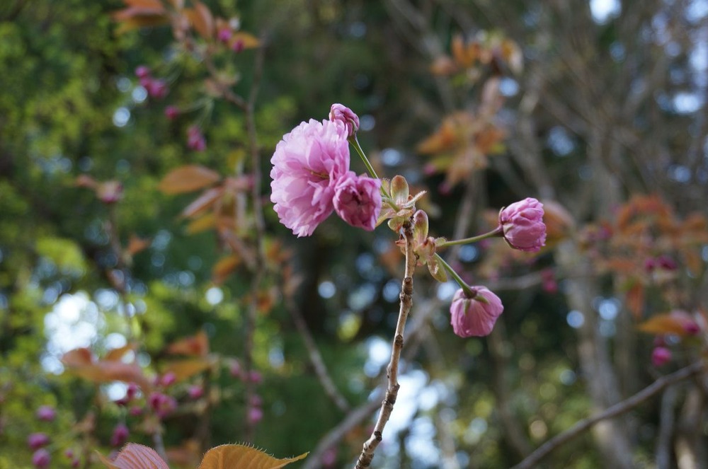 神池寺八重桜
