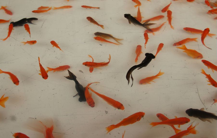 金魚