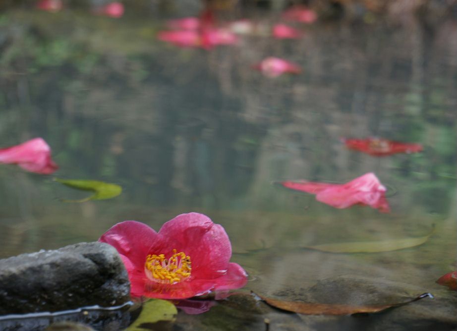 池に椿の花