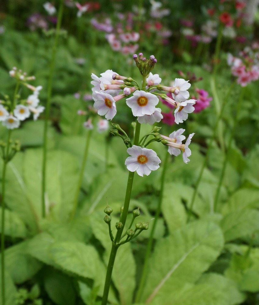 5月１１日九輪草2