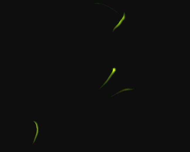 ホタル１