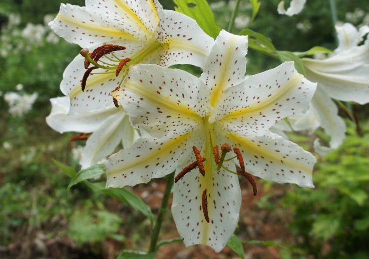 百合の花UP