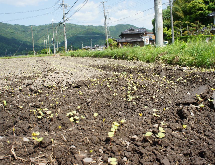 そばの芽が出た