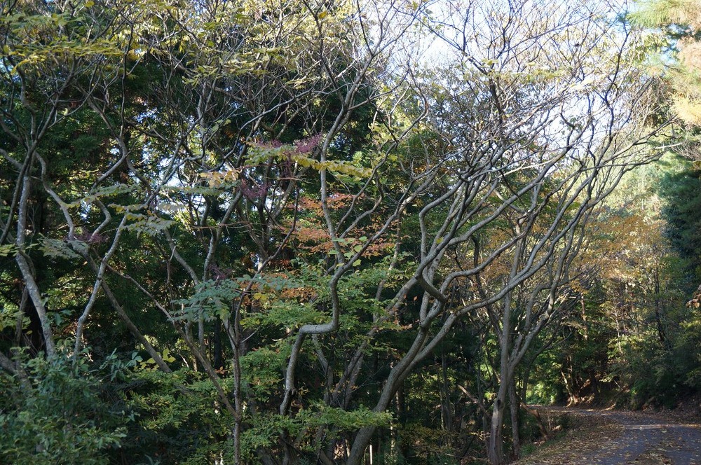 横峰山竹田への道