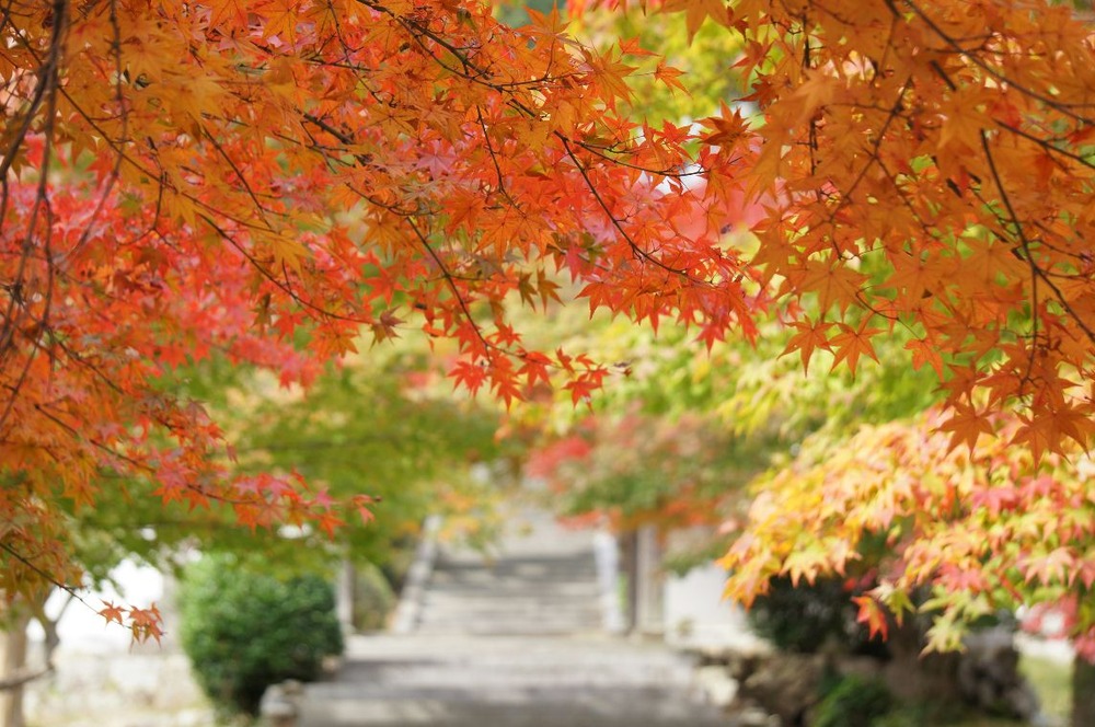 石像寺紅葉参道