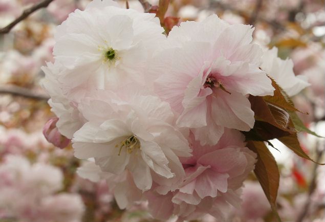 造幣局　４