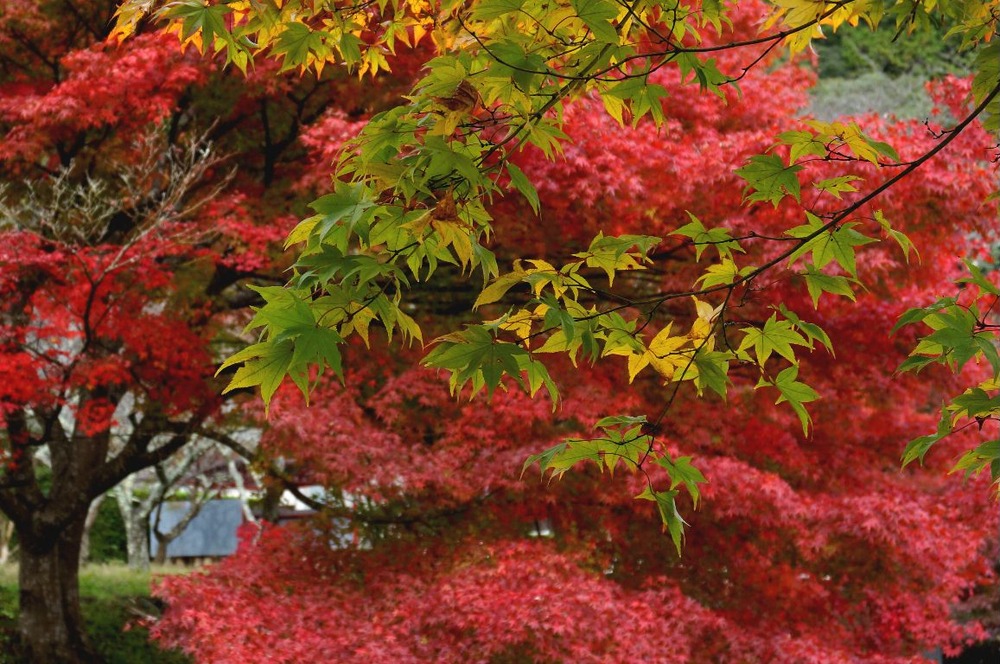 １４年石像寺の紅葉３