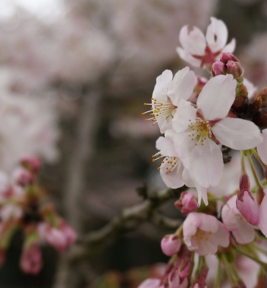 桜ＵＰ