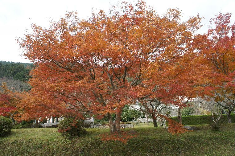 石像寺紅葉３