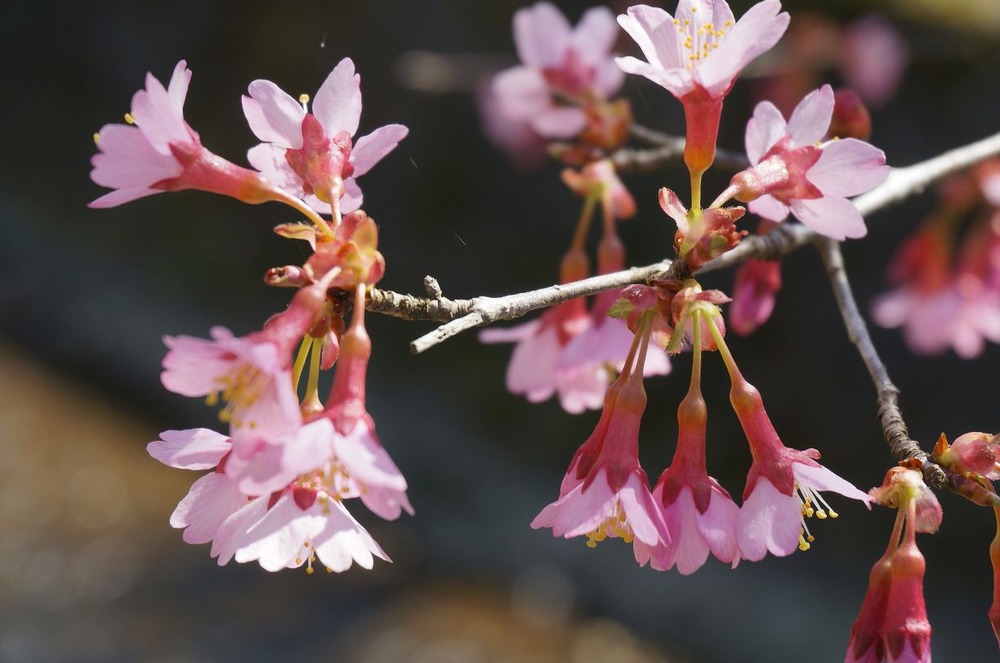 緋寒桜