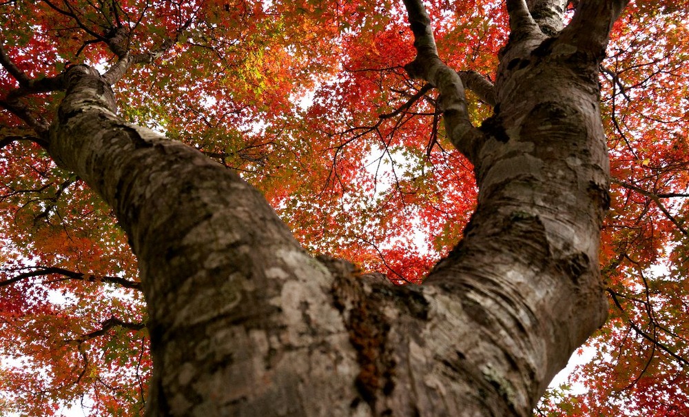 １４年石像寺の紅葉４