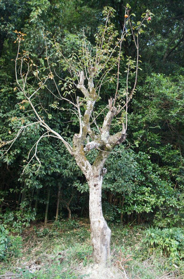 移植した柿の木
