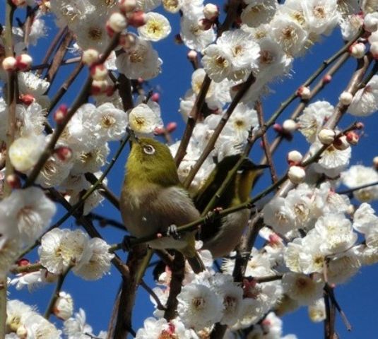 mm-ume-ni-uguisu2016-2-7b