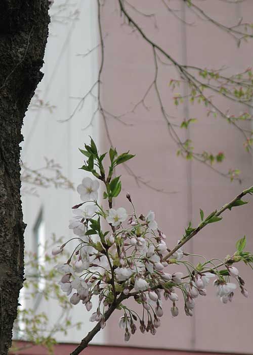 ame_gendai_500