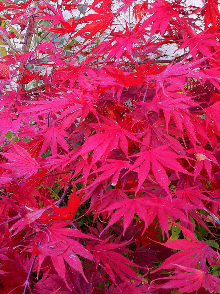 20111109_fuyukakoi05