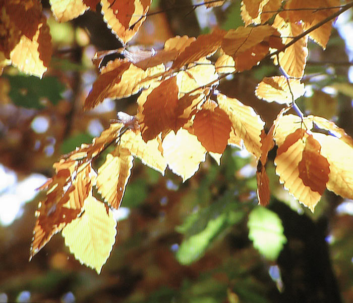buna_Automn_700_600