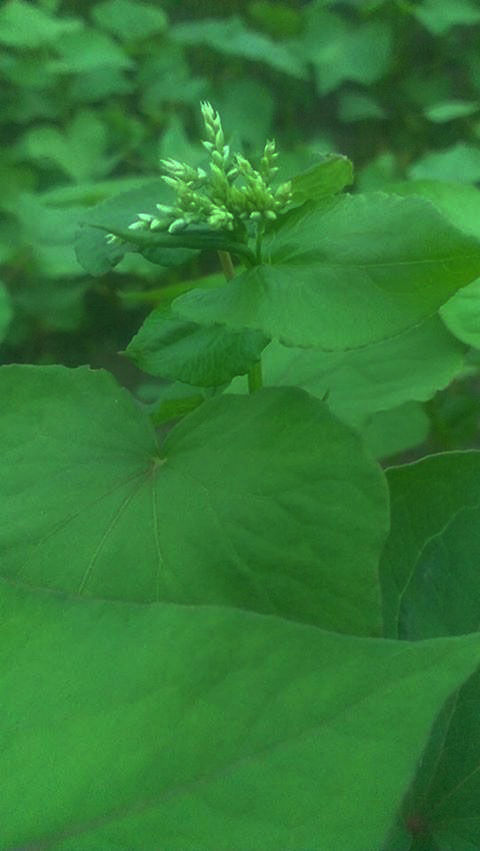 20130729_Firmtopia01