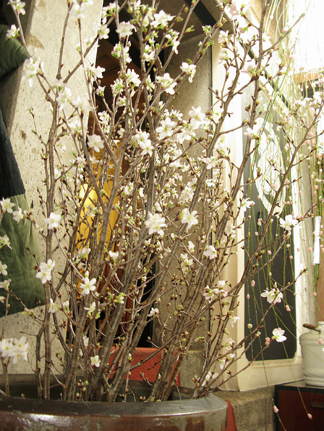 敬翁桜