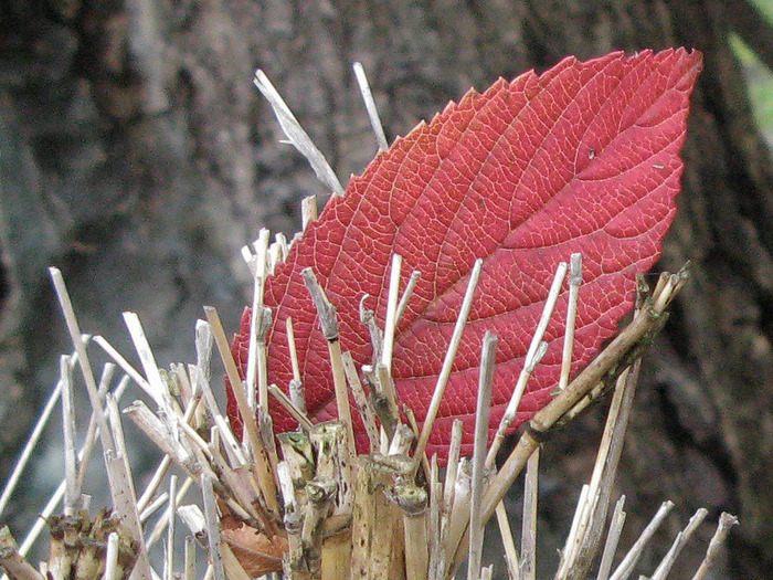leaf03