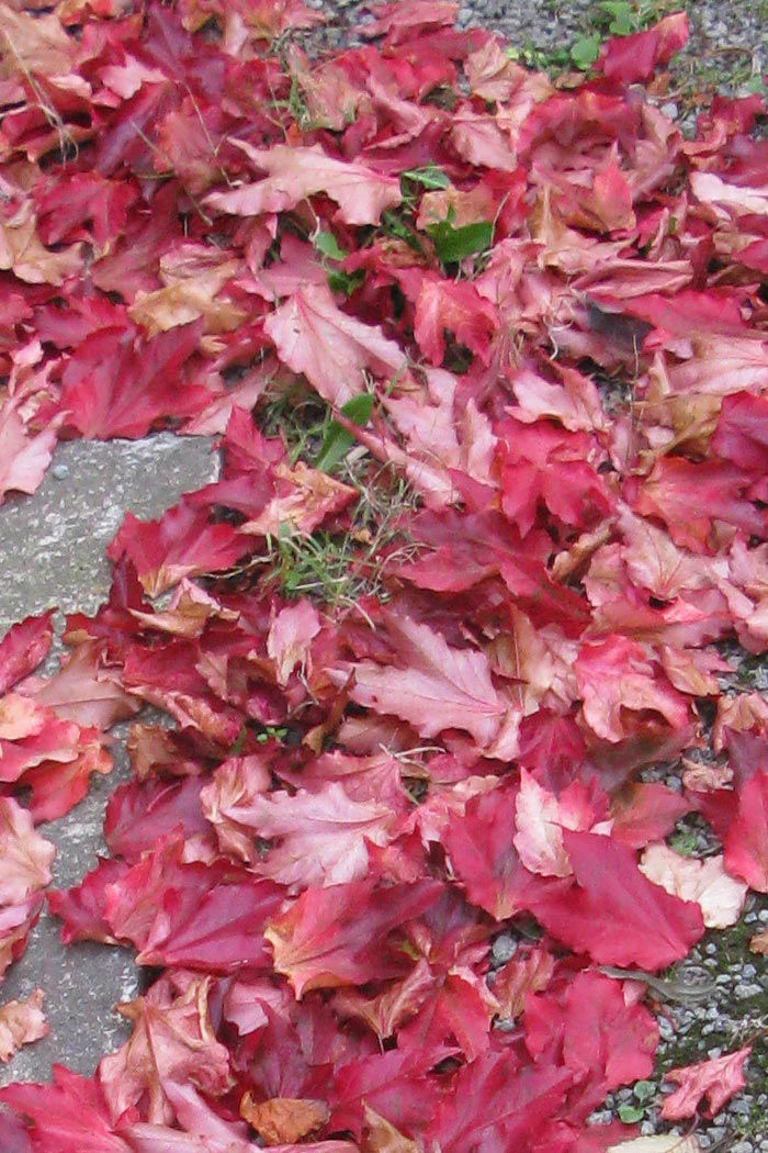 leaf20111025_02