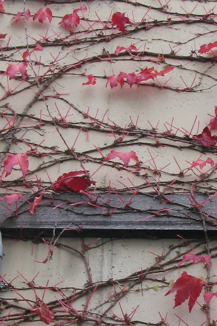 leaf20111025_01