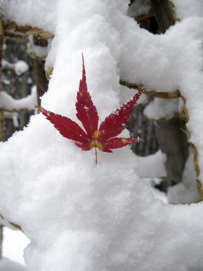yuki_momiji
