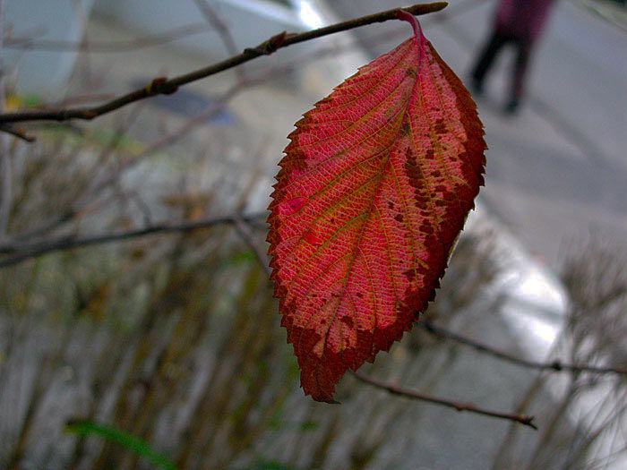 leaf_2