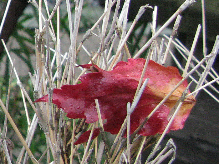 leaf04