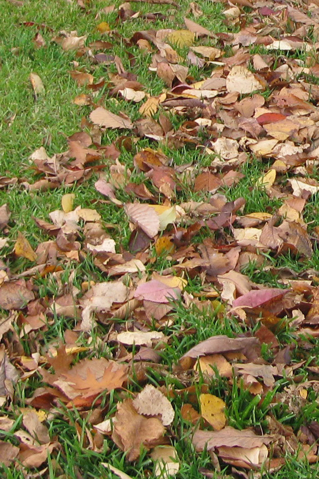 leaf20111025_03