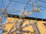 洋食屋マンジャーレの桜