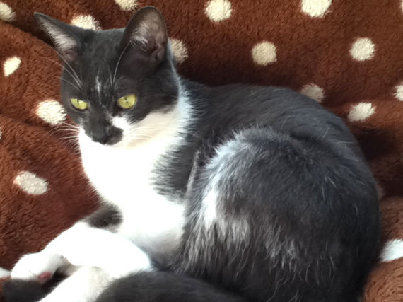 tom2
