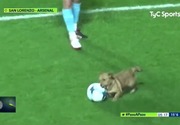 犬