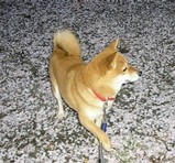 haru