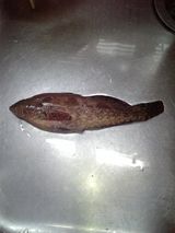 魚1