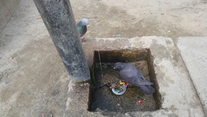公園の鳩