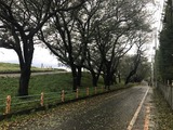 熊谷桜堤の台風一過