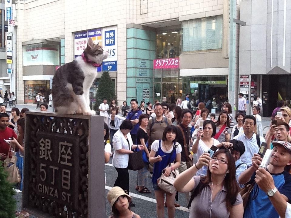 銀座の猫 ５丁目に出没 東京の特許事務所 創英 所長hの ほんやら日記