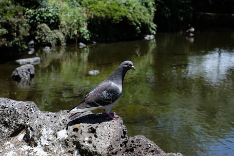 DSCF8213