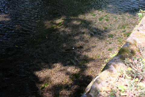 DSCF8212