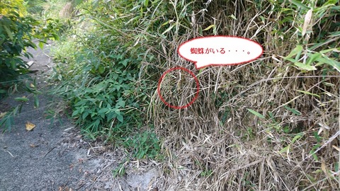 実はクモがいる