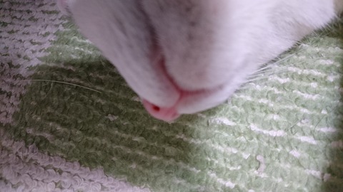 モモちゃんのアゴ