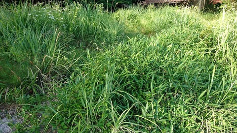 雑草だらけの空き地②
