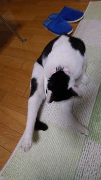 よく分からない格好